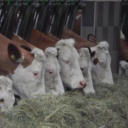 Biobauernhof Poidlbauer * Göstling an der Ybbs