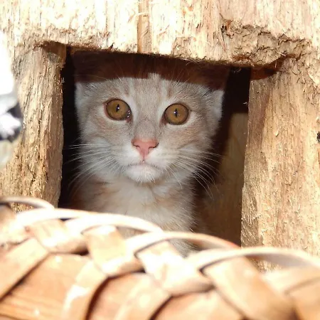 Biobauernhof Poidlbauer Goestling an der Ybbs