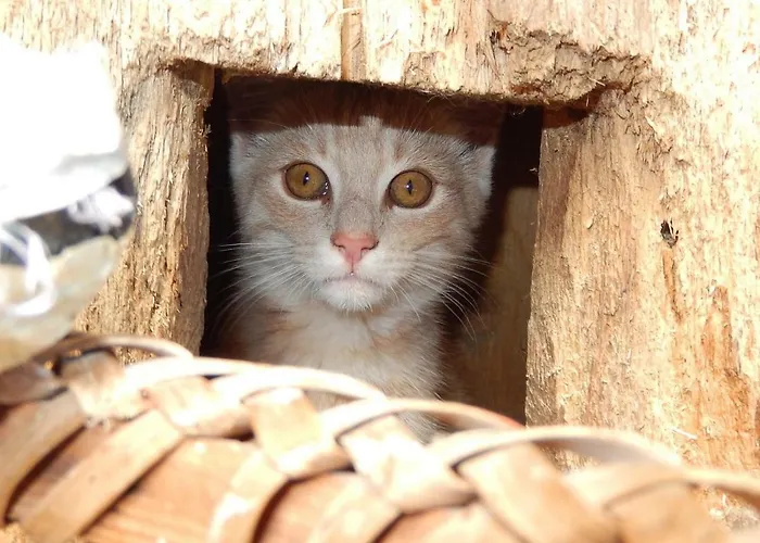 Biobauernhof Poidlbauer Göstling an der Ybbs